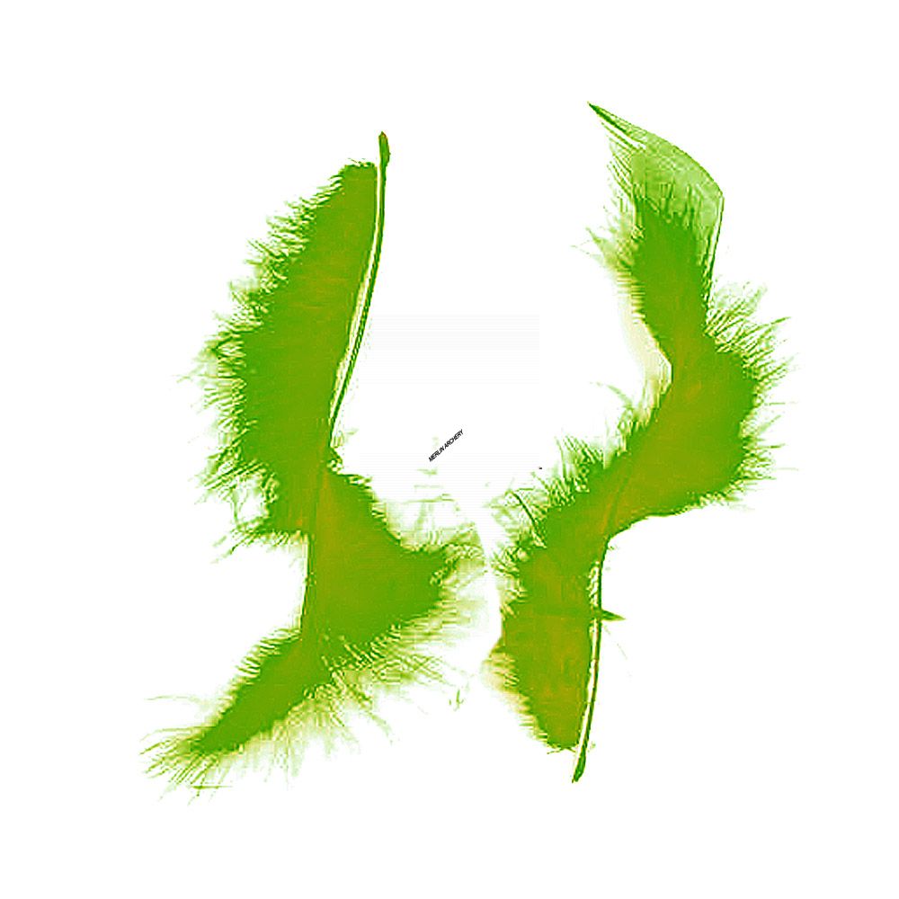  Gateway Feather Tracer